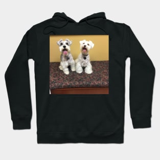 Cute Schnauzers Hoodie